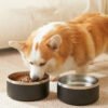Portable Rounded Pet Bowl Non-slip Stainless Steel Cat Dog Feeder Bowls for Water and Food